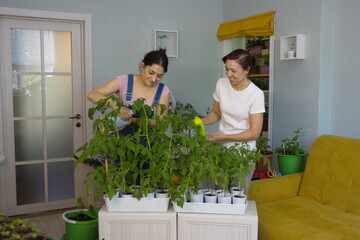 Growing seedlings at home. Two women grow tomato seedlings at home. They water seedlings from small watering cans and smile.