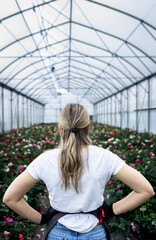 Rear view of female gardener in apron working with roses growing them in the greenhouse.