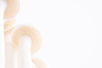 Macro white beech mushrooms or Shimeji mushroom on a white background with copy spase. Fresh uncooked bunapi white shimeji edible mushrooms