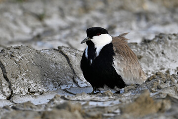 Spur-winged lapwing // Spornkiebitz (Vanellus spinosus) - Axios-Delta, Greece