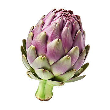 Fresh purple artichoke isolated on transparent or white background, png