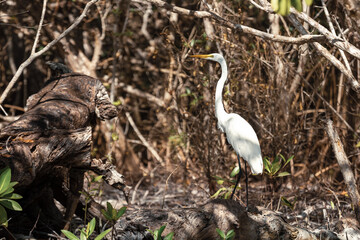 Great white heron Ardea alba. Mexico