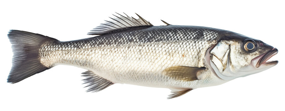 Fresh sea bass fish isolated on transparent or white background, png