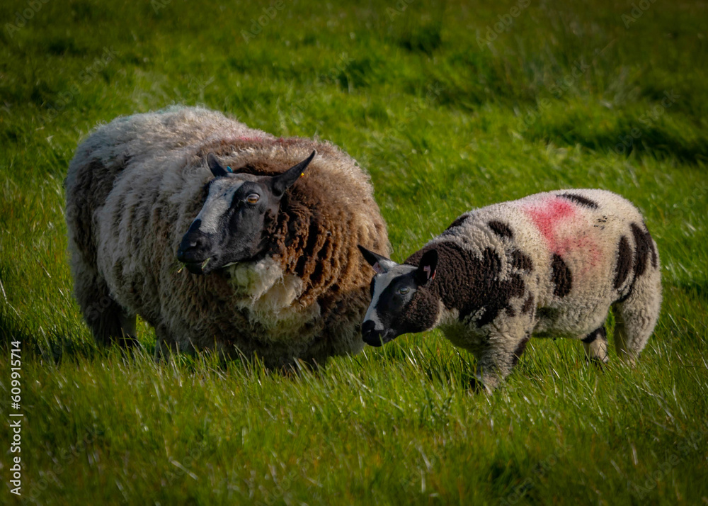 Sticker ewe and lamb in pasture