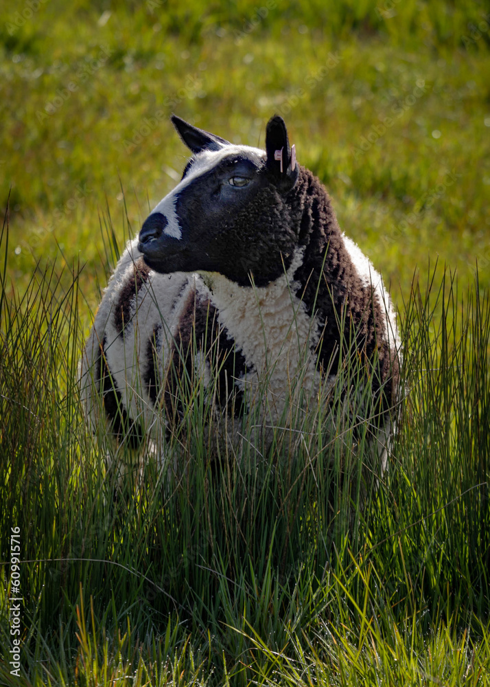 Sticker lamb in marsh