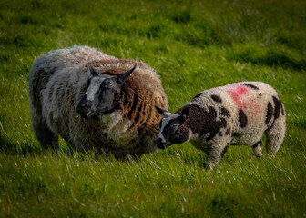 ewe and lamb in pasture