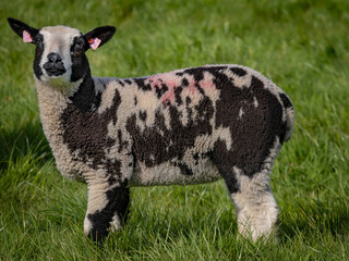 alert lamb