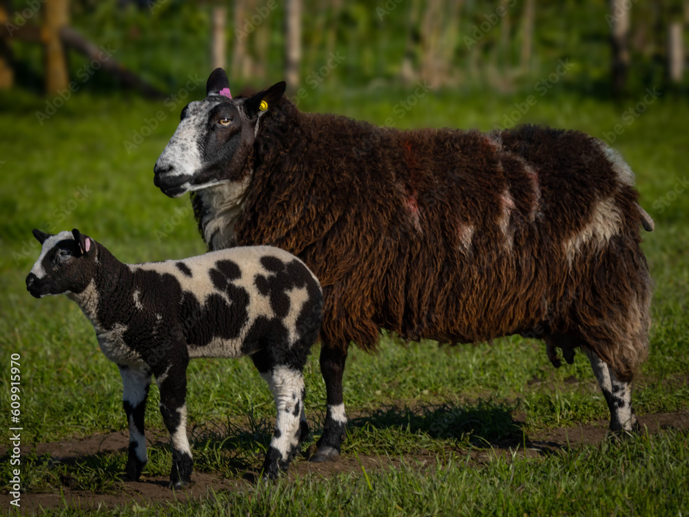 Poster ewe and lamb in field