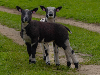 two lambs looking at the camera