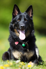 German Shepherd