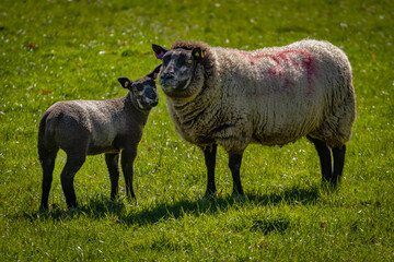 blue texel lamb and ewe
