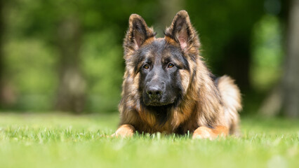 German Shepherd