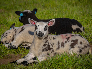 Obraz premium Resting lambs