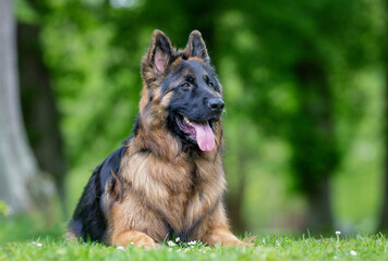 German Shepherd
