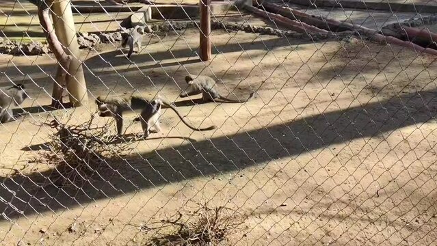 Wild brown monkeys play in the zoo enclosure