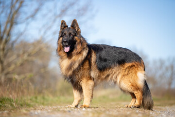 German Shepherd