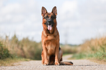 German Shepherd