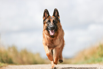 German Shepherd