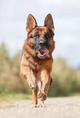 German Shepherd