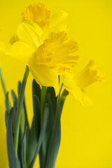 Yellow daffodils on yellow background, bouquet of narcissus flowers, copy space