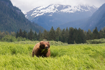 Khutzeymateen Grizzly Bear Sanctuary (Ursus arctos horribilis)