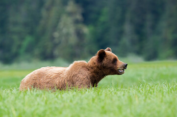 Khutzeymateen Grizzly Bear Sanctuary (Ursus arctos horribilis)