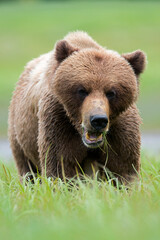 Fototapeta premium Khutzeymateen Grizzly Bear Sanctuary (Ursus arctos horribilis)