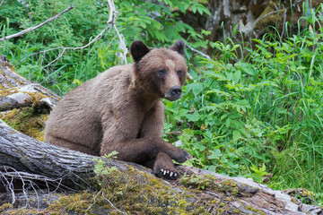 Khutzeymateen Grizzly Bear Sanctuary (Ursus arctos horribilis)