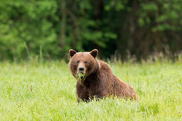 Obraz na płótnie Canvas Khutzeymateen Grizzly Bear Sanctuary (Ursus arctos horribilis)