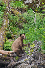 Obraz premium Khutzeymateen Grizzly Bear Sanctuary (Ursus arctos horribilis)