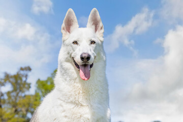 German Shepherd