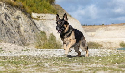 German Shepherd
