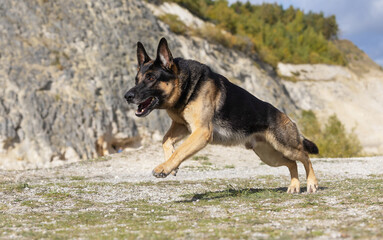 German Shepherd