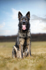 German Shepherd