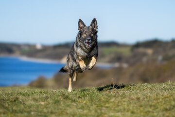 German Shepherd