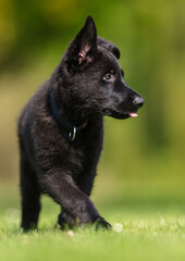 German Shepherd