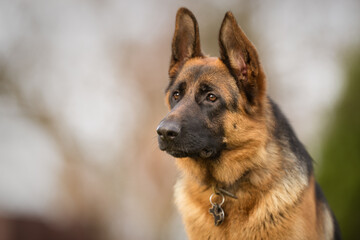 German Shepherd