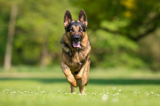 German Shepherd