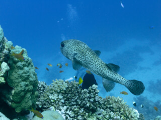 Porcupinefish also commonly called blowfish or balloonfish and globefish at the bottom of the Red sea in Egypt