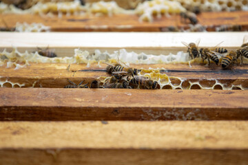 Bees on honeycombs with honey