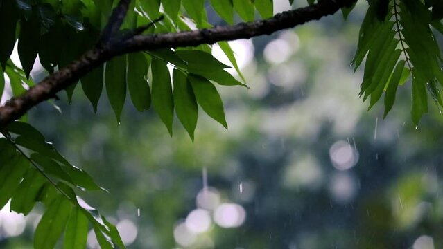 Rain in the garden. Raindrops on leaf tree, Heavy Rain Falling On Tree Leaves, raining time