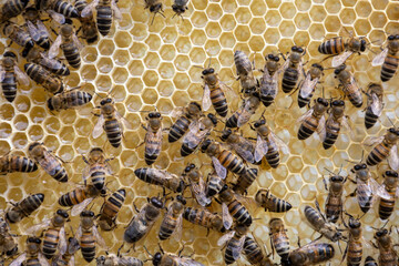 Bees on honeycombs with honey