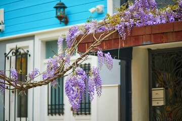 Wisteria blooming in Uskudar district on Asian side of Istanbul, Turkey