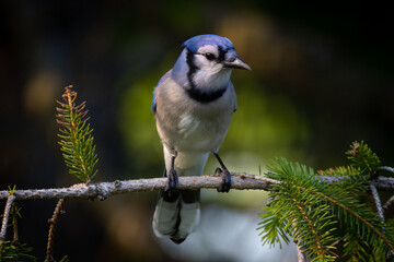 Obraz premium Blue Jay