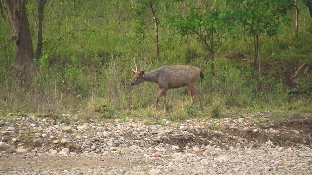 Sambar deer or Rusa unicolor walking carefully in dense forests of Rajaji National park of terai region in Himalayas India