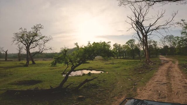 Gypsy safari in grasslands during golden hour in forests of Rajaji National park of terai region in Himalayas India