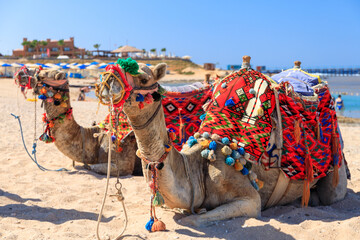 Fototapeta premium Camels on the Red Sea beach in Marsa Alam, Egypt