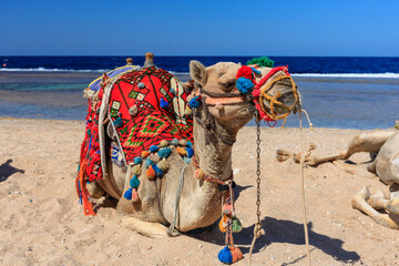 Camel on the Red Sea beach in Marsa Alam, Egypt