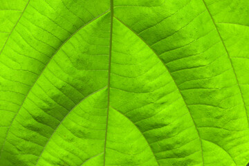 葉模様　自然の造形