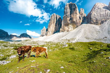 Brown cows grazing on alpine meadow with scenic view on Tre Cime in the evening. Tre Cime,...